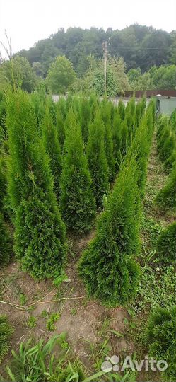 Саженцы хвойных