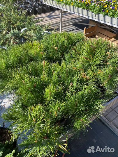 Сосна горная муго Пумилио. Муго Мугус