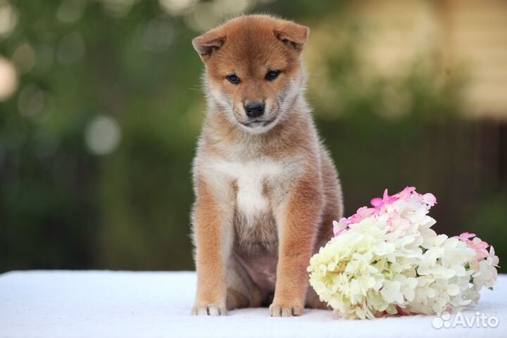 Щенки сиба ину