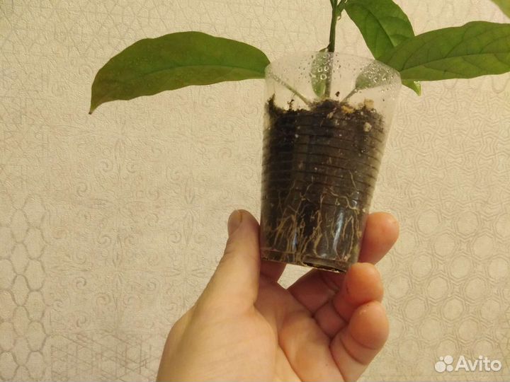 Клеродендрум Томпсона, Шмидта, Энерме вар