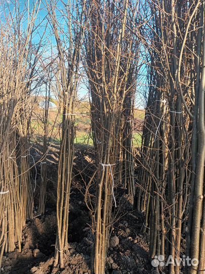 Декоративные растения