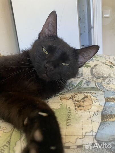 Черная кошечка