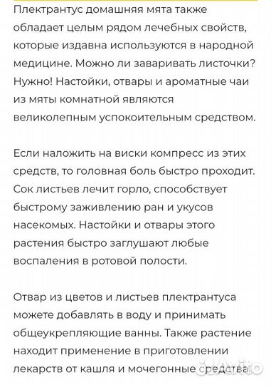 Лечебная комнатная мята плектрантус