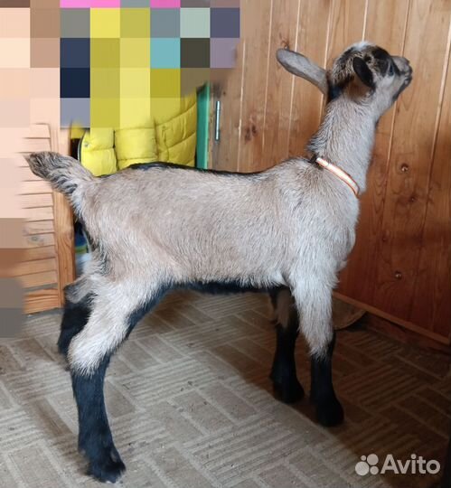 Альпийские козочки