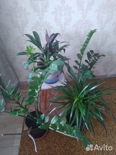 Комнатные цветы