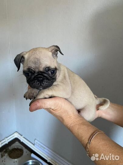 Щенки мопса