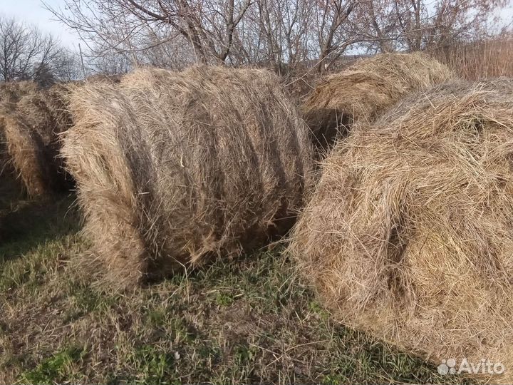 Продам сено в рулонах прошлогоднее и новое