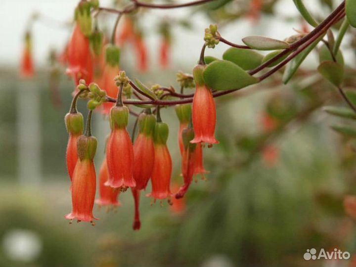 Каланхоэ ампельное Мангина оранж