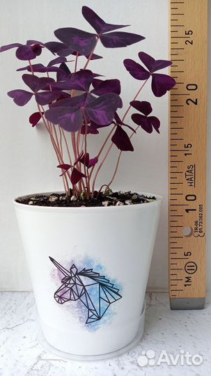 Оксалис Кислица