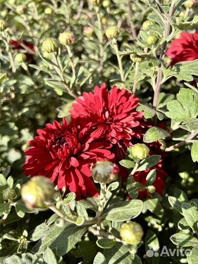 Хризантема