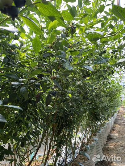 Голубика Сорт Хана Чойс