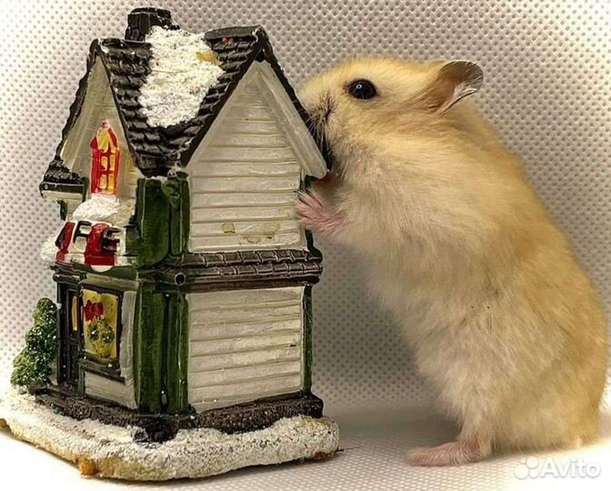 Хомячки персиковые+Клетки