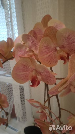 Цветы для красоты (ботаническая копия)