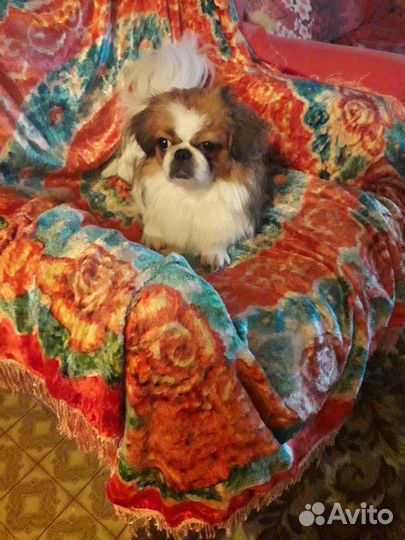 Девочка вязка