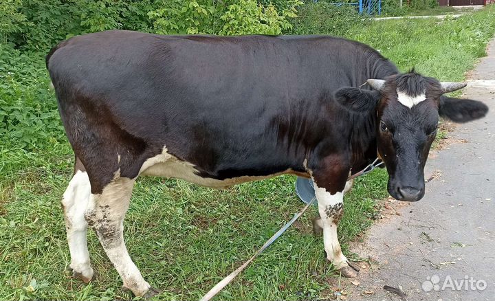 Корова тёлка