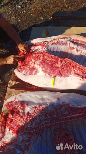 Мясо свинина