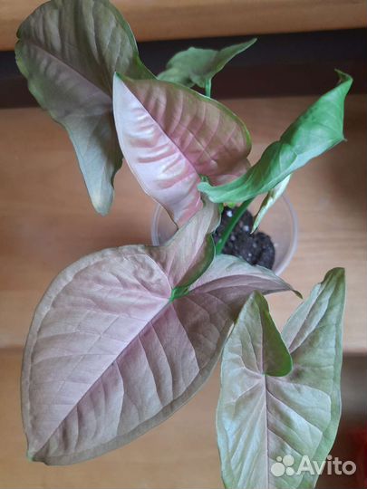 Сингониум Тайский