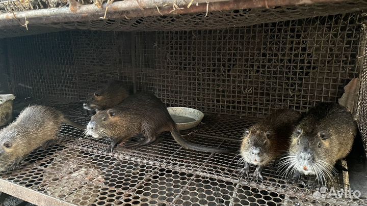 Детеныши нутрий