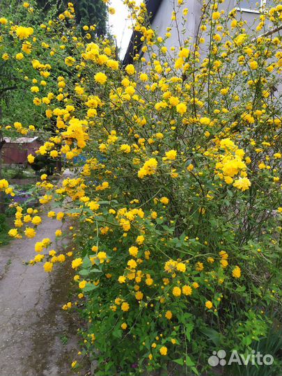 Уличные растения