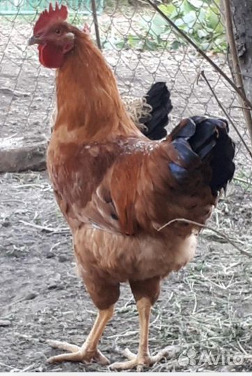 Куры несушки ломан braun, петухи