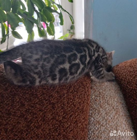 Котята бенгалы продажа
