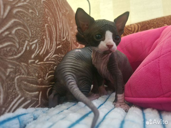 Канадский сфинкс