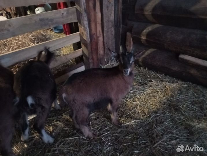 Коза дойная, козлята
