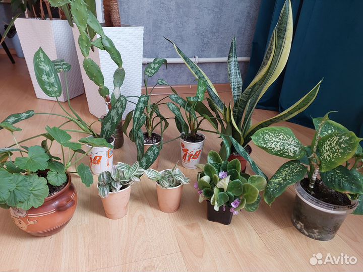 Комнатные растения