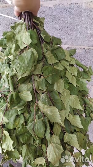 Продам березовые веники