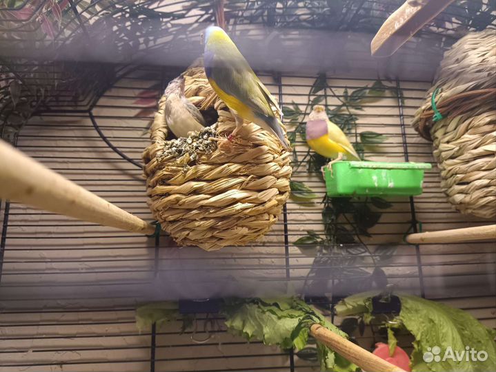 Амадины гульда желтые и природник
