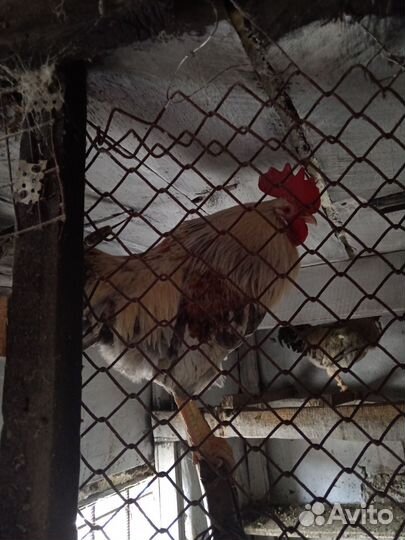 Молодые петухи