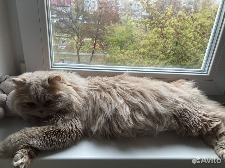 Персидская