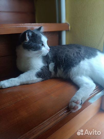 Очень ласковая кошка