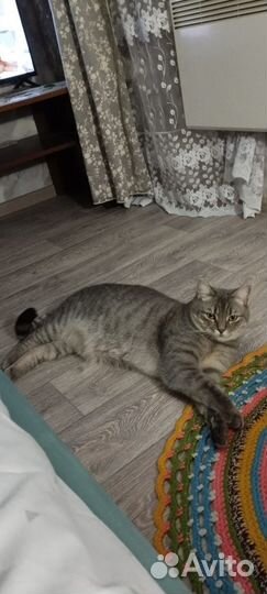 Котик в добрые руки