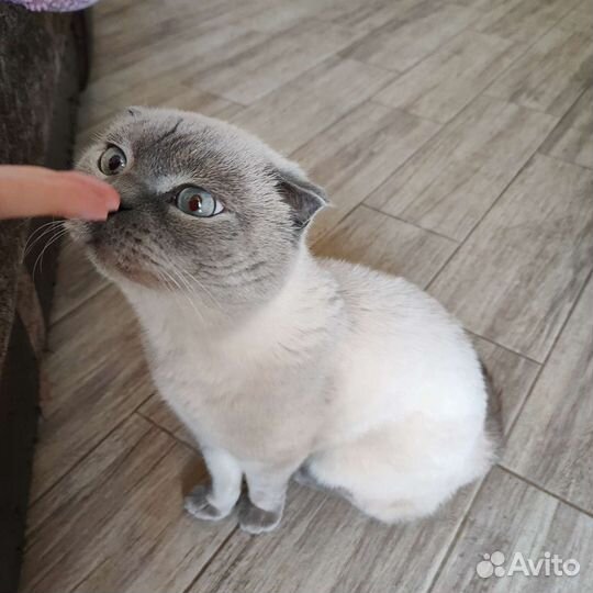 Вязка шотландского кота