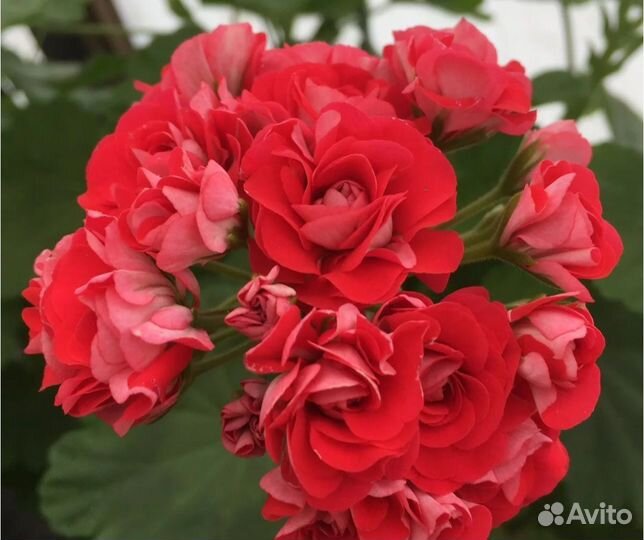 Красная розебудная пеларгония герань