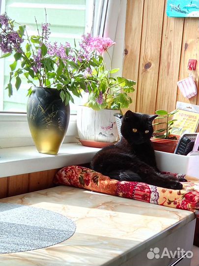 Кошка британская ищет жениха для вязки