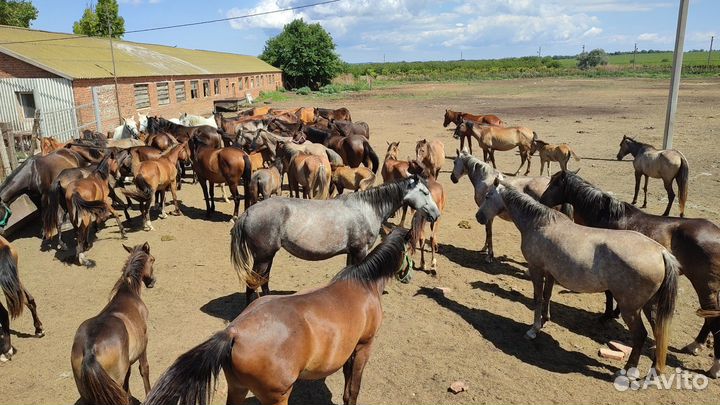 Работа конюх