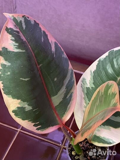 Фикус эластика Белис (укорененная верхушка)