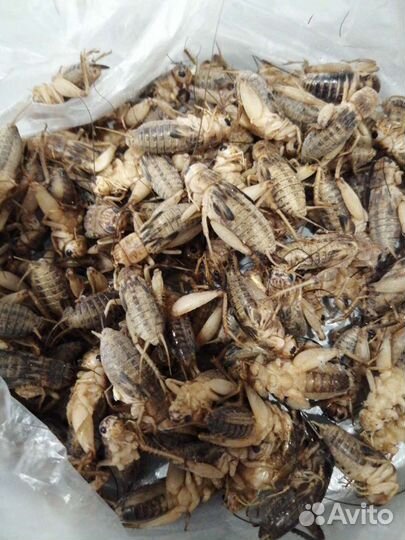 Сверчки банановые предимаго (заморозка)