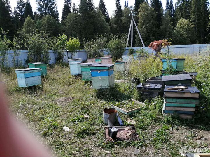 Пасека, ульи, пчелосемьи