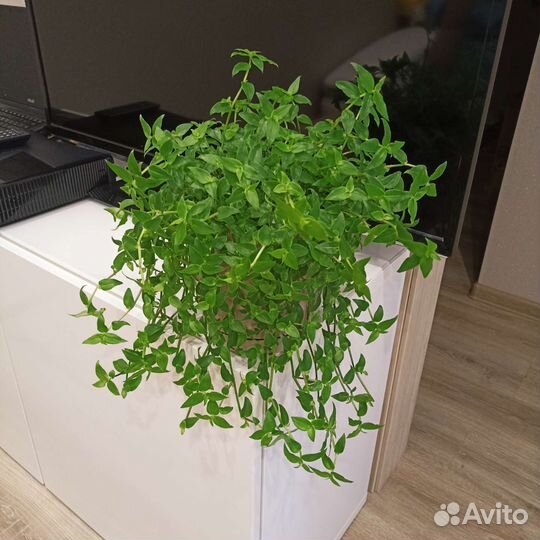 Каллизия, традесканция, комнатные растения, цветы