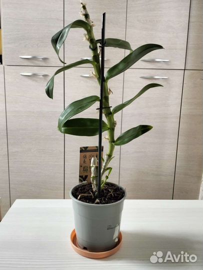 Орхидея дендробиум