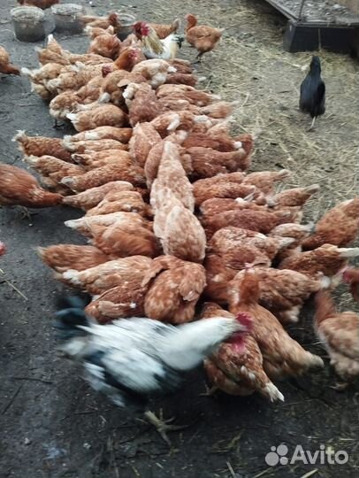 Куры несушки