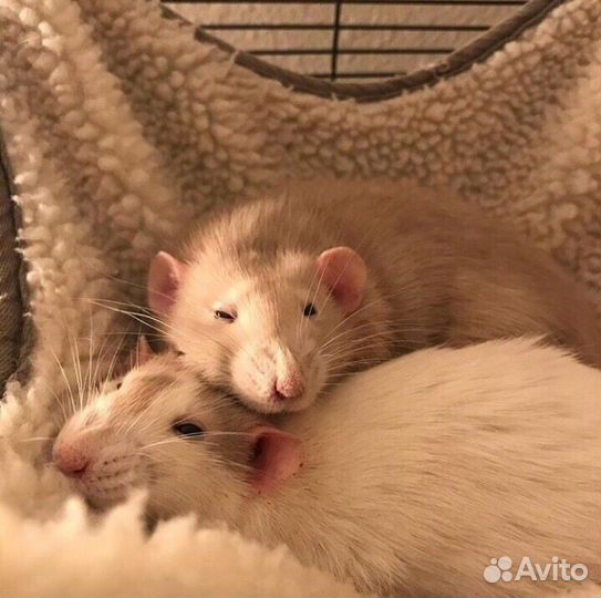 Ратолог выезд на дом 24/7