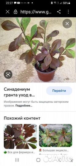 Молочай синадениум гранта