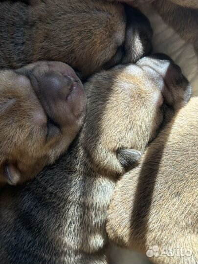 Щенки шарпея