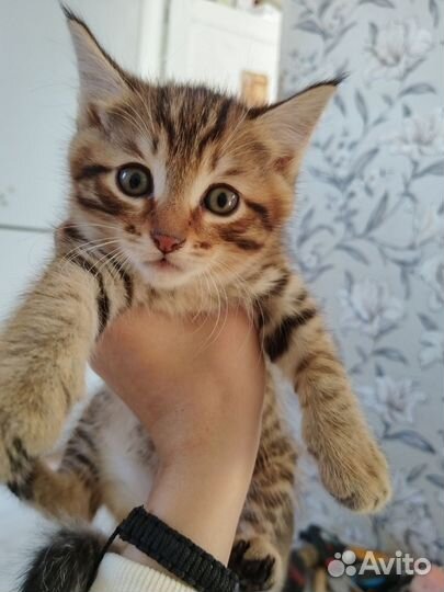 Кошка в дар бесплатно