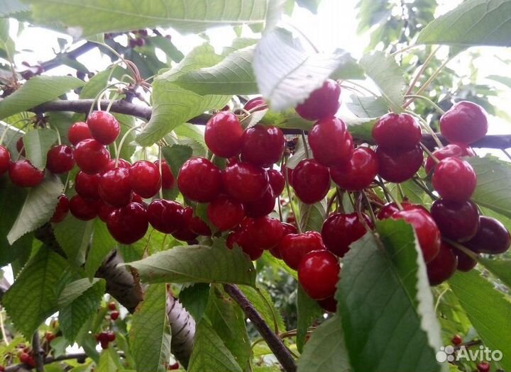 Черевишня саженцы с доставкой