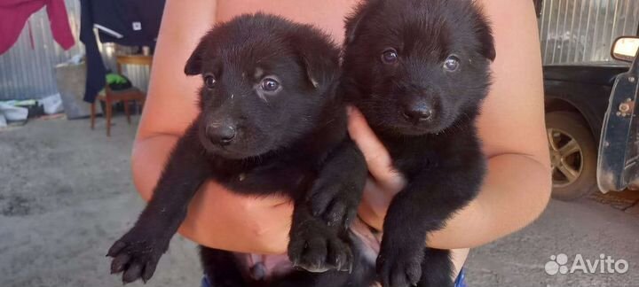 Продаются щенки немецкой овчарки, рождены 28